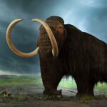 Imagem relacionada a Cientista da Dolly apoia a clonagem de mamute