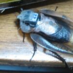 Imagem relacionada a É antiético transformar baratas em ciborgues?