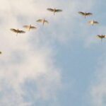 Imagem relacionada a Por que os pássaros voam em formação "V"?