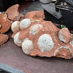 Imagem relacionada a 43 ovos de dinossauros descoberto na China