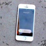 Imagem relacionada a Vídeo mostra formigas circulando um iPhone