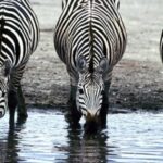 Imagem relacionada a Listras das zebras não são para camuflagem