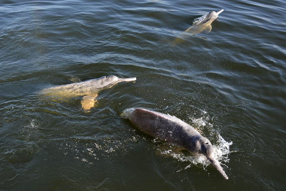 Imagem relacionada a WWF-Brasil utiliza drones para monitorar botos na Amazônia