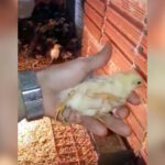 Imagem relacionada a Galinha de quatro patas aparece no Brasil