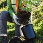 Imagem relacionada a Amazon lança iniciativa de reflorestamento na Alexa