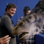 Imagem relacionada a A girafa real por trás da cena mais emocionante de The Last of Us