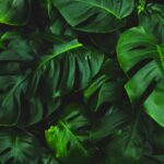 Imagem relacionada a Nestlé lança coleção de NFTs para apoiar a preservação da Mata Atlântica